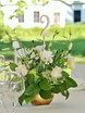 filter_chto_decorating в filter_style_decora от Студия свадеб Дуэт 1