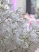 Столы и стулья гостей / Банкет в Классика, Весенняя / Летняя от Авторская студия MaryArty 5