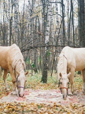 Фотоотчет со свадьбы 15 от Warmphoto 2